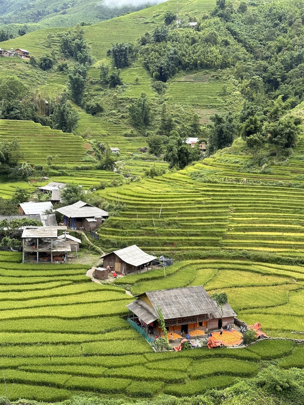 itinerario in vietnam risaie