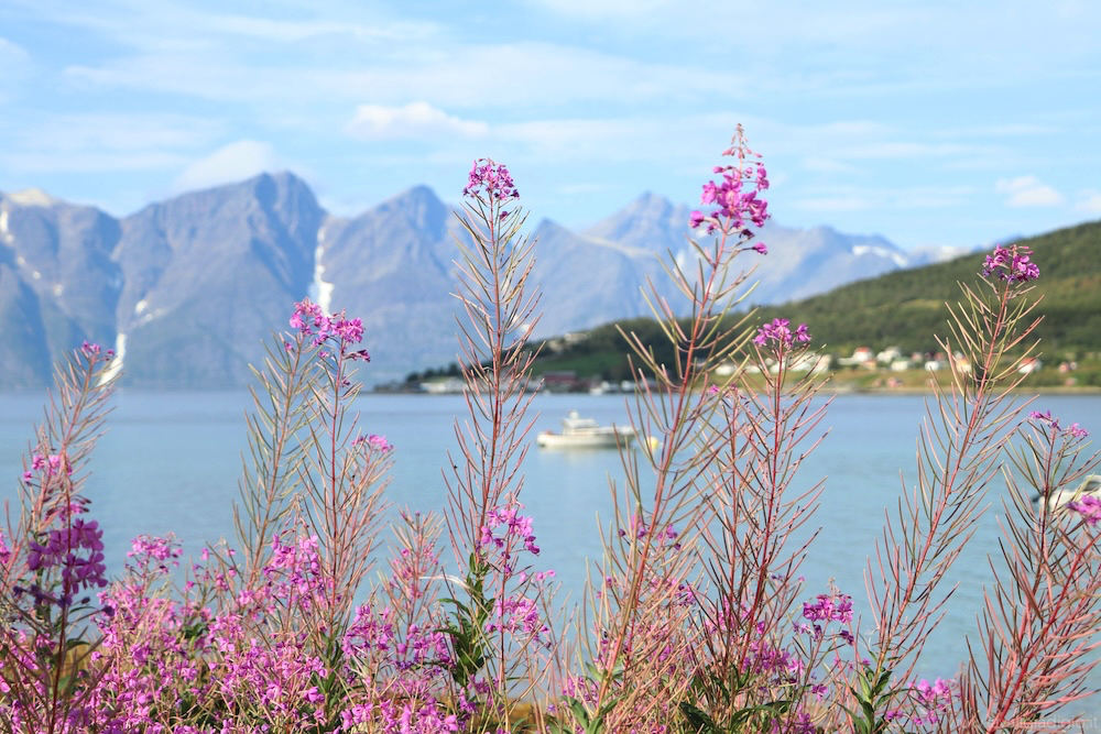 itinerario di 9 giorni in norvegia - paesaggio on the road