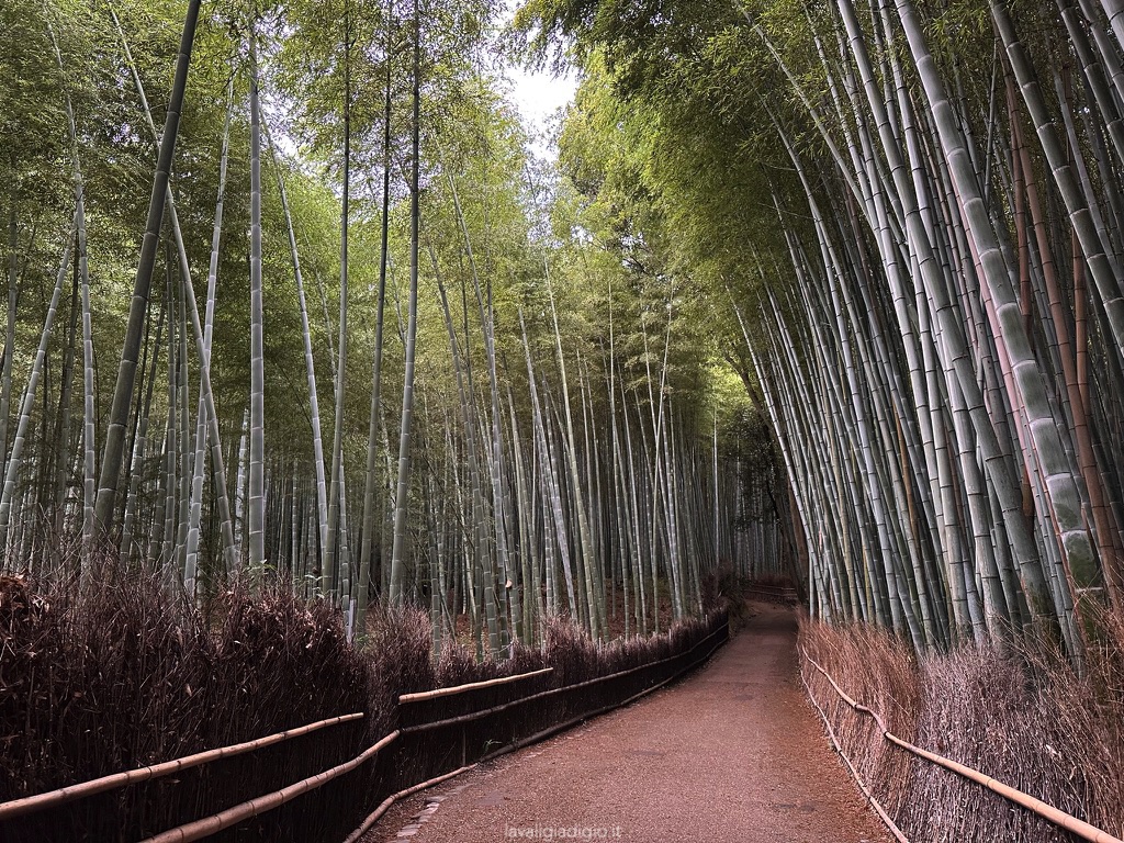 arashiyama -itinerario Giappone express