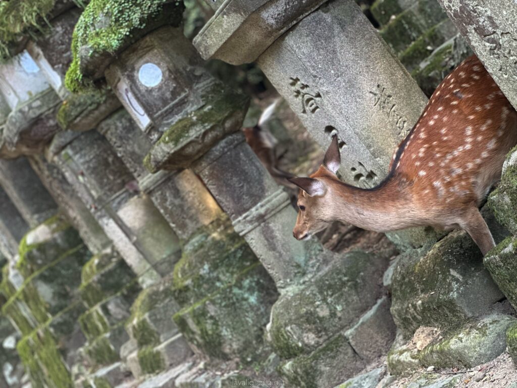 Nara